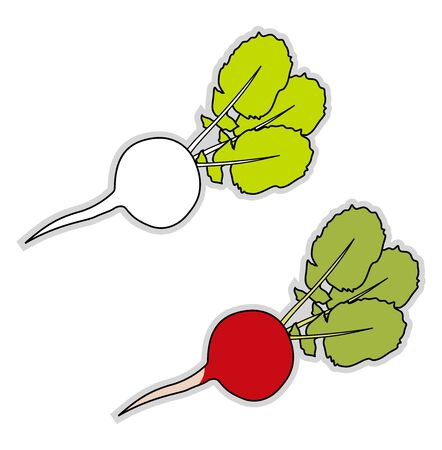 Fresh radish, illustration, vector on white background.のイラスト素材