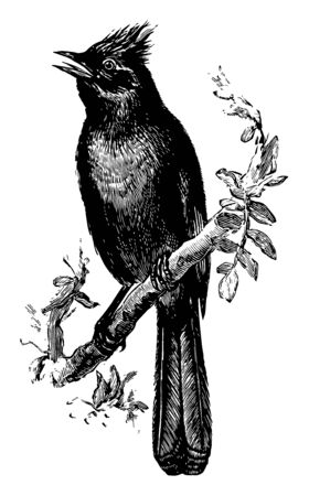 Flysnapper is a bird in the Ptilogonatidae family of silky flycatchers, vintage line drawing or engraving illustration.のイラスト素材
