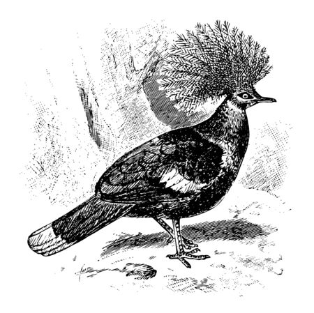 Crown Pigeon is a large bluish grey pigeon with elegant blue lace like crests, vintage line drawing or engraving illustration.のイラスト素材