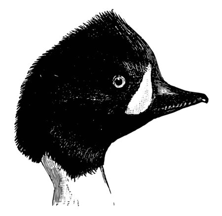 Barrow Goldeneye is a sea duck in the Anatidae family of ducks, vintage line drawing or engraving illustration.のイラスト素材