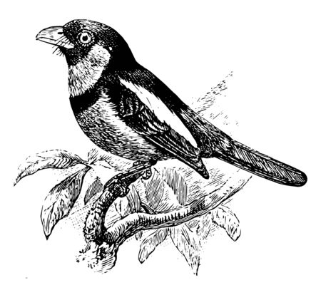 Black and Red Broadbill is a bird in the Eurylaimidae family, vintage line drawing or engraving illustration.のイラスト素材