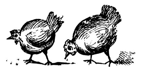 This image represents Two Chickens, vintage line drawing or engraving illustration.のイラスト素材