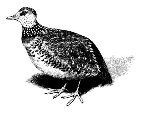 Plain Wanderer is a bird the only representative of family Pedionomidae, vintage line drawing or engraving illustration.のイラスト素材