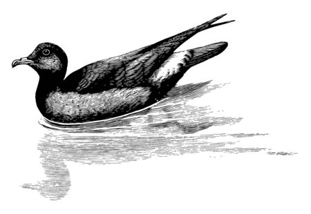 This illustration represents Storm Petrel Swimming with Reflection, vintage line drawing or engraving illustration.のイラスト素材