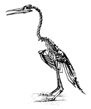 Restoration of Hesperornis regalis which stood about three feet high, vintage line drawing or engraving illustration.のイラスト素材