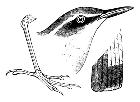This illustration represents Stone Chats, vintage line drawing or engraving illustration.のイラスト素材