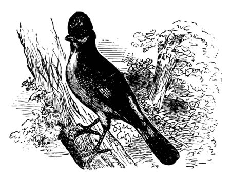 Eurasian Jay is usually birds of right and varied colors vintage line drawing or engraving illustration.のイラスト素材