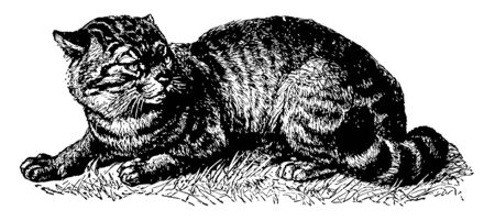 Wildcat is a small cat native to most of Africa vintage line drawing or engraving illustration.のイラスト素材