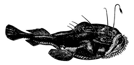Anglerfish are the members of the order Lophiiformes vintage line drawing or engraving illustration.のイラスト素材