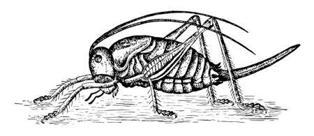 Cricket of the family Gryllidae vintage line drawing or engraving illustration.のイラスト素材
