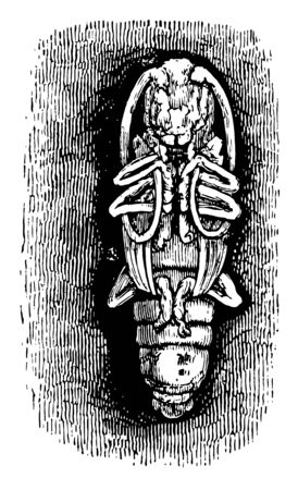 This illustration represents Longhorn Beetle Pupa vintage line drawing or engraving illustration.のイラスト素材