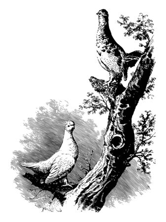 This illustration represents White tailed Ptarmigan vintage line drawing or engraving illustration.のイラスト素材
