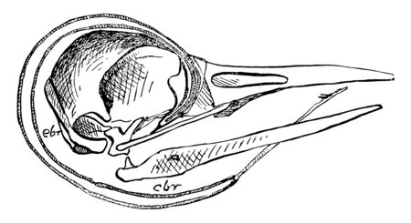 The Skull of a Woodpecker which bearing slight elements at its fore end vintage line drawing or engraving illustration.のイラスト素材