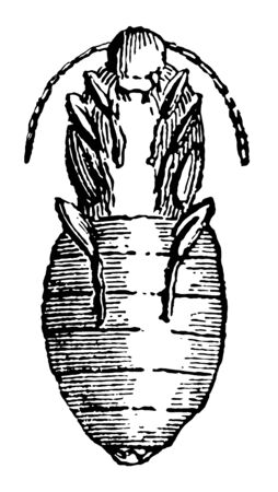 Pupa of Sitaris Humeralis where the second larva stage lasts for 6 weeks vintage line drawing or engraving illustration.のイラスト素材