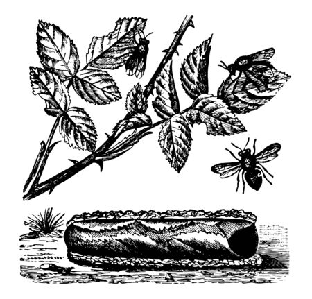 Rose Megachile Bee make their nests in tubes lined with the leaves of the rose vintage line drawing or engraving illustration.のイラスト素材