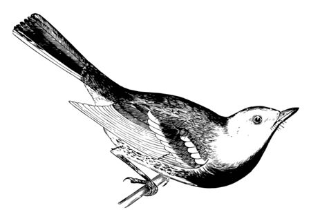This image represents black Throated Green Warbler vintage line drawing or engraving illustration.のイラスト素材