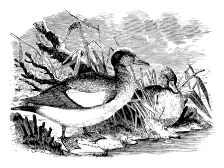 This illustration represents American Wigeon vintage line drawing or engraving illustration.のイラスト素材