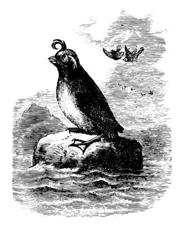 Crested Auk is a small seabird of the family Alcidae vintage line drawing or engraving illustration.のイラスト素材