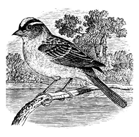 This illustration represents White crowned Sparrow vintage line drawing or engraving illustration.のイラスト素材