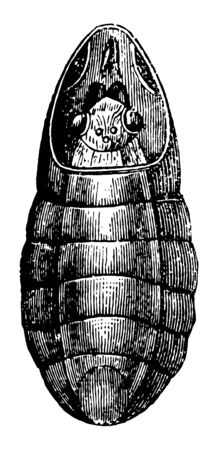 This illustration represents Imago of Bot fly Emerging vintage line drawing or engraving illustration.のイラスト素材