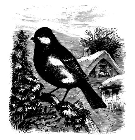 This image represents European Greater Titmouse vintage line drawing or engraving illustration.のイラスト素材
