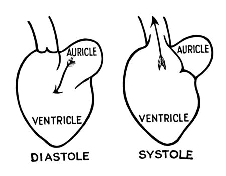 Heart Cycle is ventricles can be in a diastolic state consists mechanical and electrical events, phase of relaxation diastole, vintage line drawing or engraving illustration.のイラスト素材