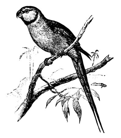 Ring Parrot is a common Indian parrot vintage line drawing or engraving illustration.のイラスト素材