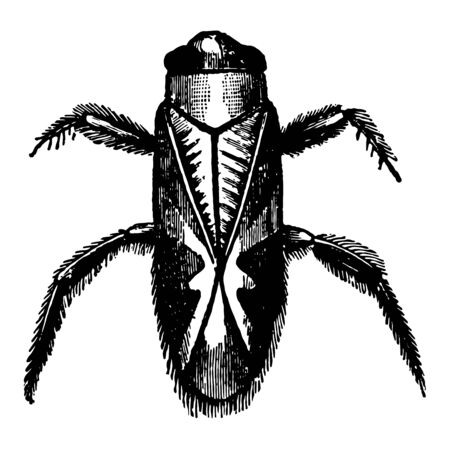 Corixa Striata walks badly and slowly on land vintage line drawing or engraving illustration.のイラスト素材