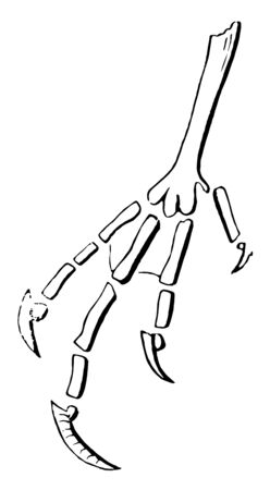 This diagram represents Phalanges of Caprimulgine vintage line drawing or engraving illustration.のイラスト素材