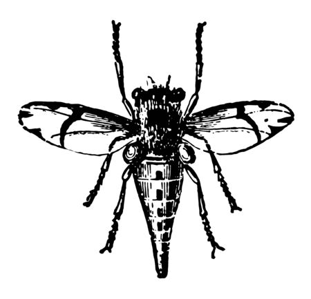 Female Horse Fly Estrus Equi frequents pastures and deposits its eggs on the shoulders vintage line drawing or engraving illustration.のイラスト素材