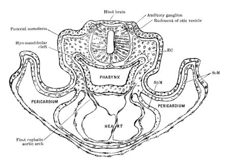 Transverse Section of a Rat Embryo showing relation of the paraxial mesoderm of the head to the lateral plates vintage line drawing or engraving illustration.のイラスト素材
