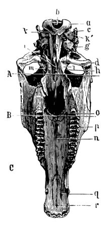 Inferior Aspect of Horse Skull in which basispenoid bone temporal articular surface is present vintage line drawing or engraving illustration.のイラスト素材