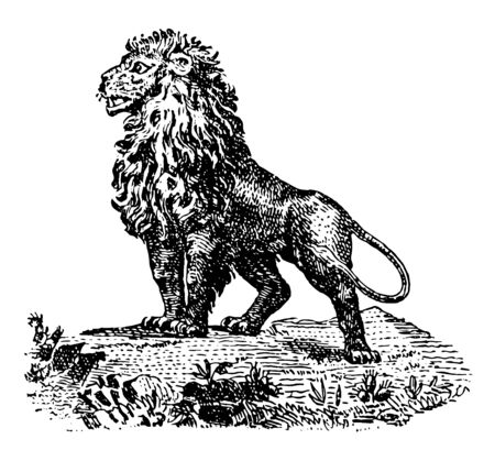 Cartoon Lion this picture shows a lion standing on a rock vintage line drawing or engraving illustrationのイラスト素材