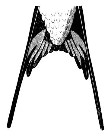 Barn Swallow Tail nearly or about as long as the wings vintage line drawing or engraving illustration.のイラスト素材