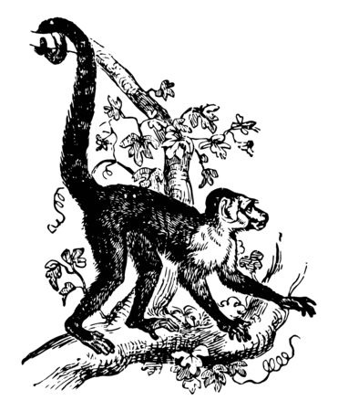 Capuchin Sapajou including fifteen or sixteen species vintage line drawing or engraving illustration.のイラスト素材