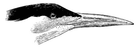 Royal Tern is a tern in the family Laridae vintage line drawing or engraving illustration.のイラスト素材