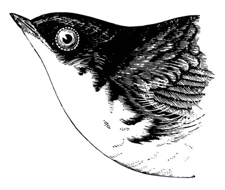 White belied Swallow in which entire upper parts glossy dark green vintage line drawing or engraving illustration.のイラスト素材