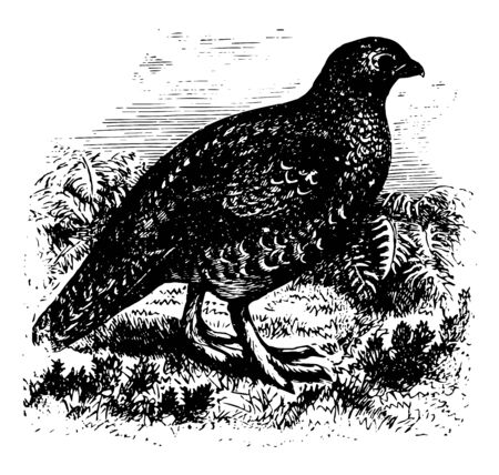 Red Game of Britain in which tail short little rounded and normally of 14 broad feathers vintage line drawing or engraving illustration.のイラスト素材