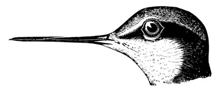 This illustration represents Wilson Phalarope vintage line drawing or engraving illustration.のイラスト素材