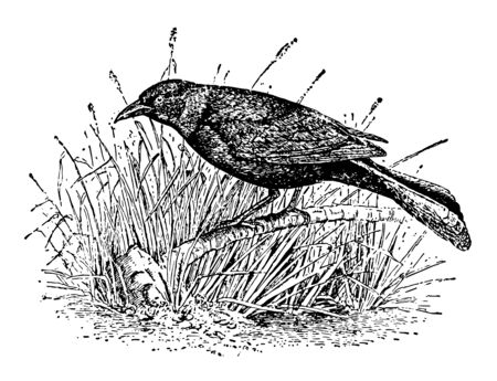Crow Blackbird eats a variety of foods vintage line drawing or engraving illustration.のイラスト素材