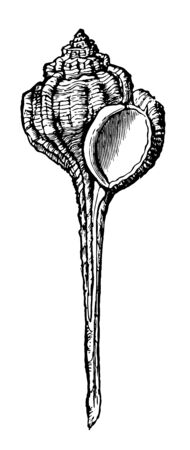 Murex Haustellum which includes a large number of species vintage line drawing or engraving illustration.のイラスト素材