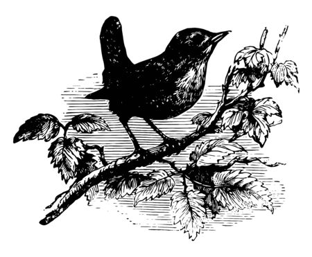 European Wren in which upper parts uniform in color vintage line drawing or engraving illustration.のイラスト素材