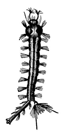 Larva of the Gnat where many have observed in stagnant water vintage line drawing or engraving illustration.のイラスト素材