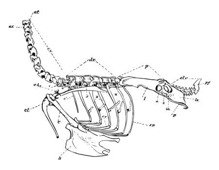 This image represents Axial Skeleton vintage line drawing or engraving illustration.のイラスト素材