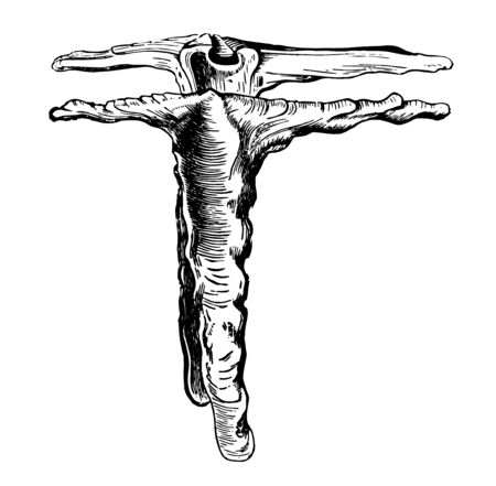 Malleus Alba only six actually living species of the genus have been found vintage line drawing or engraving illustration.のイラスト素材