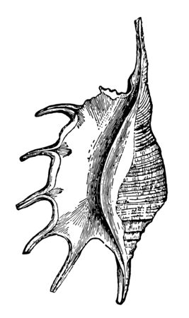 Pteroceras Lambis is a species of large sea snail a marine gastropod mollusk in the family Strombidae vintage line drawing or engraving illustration.のイラスト素材