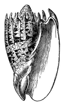 Voluta Imperialis live in the sands near the shore vintage line drawing or engraving illustration.のイラスト素材