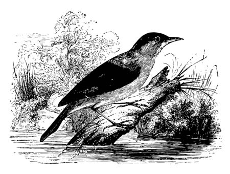 Reed Warbler can be found in Middle and Southern Europe vintage line drawing or engraving illustration.のイラスト素材