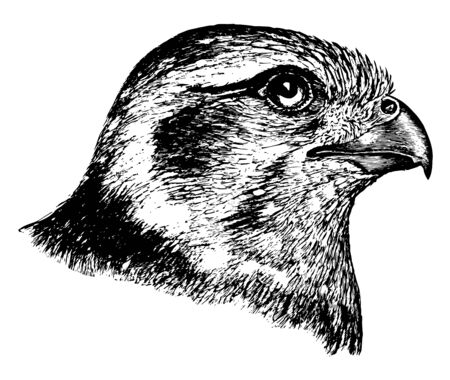 This image represents Prairie Falcon Head vintage line drawing or engraving illustration.のイラスト素材