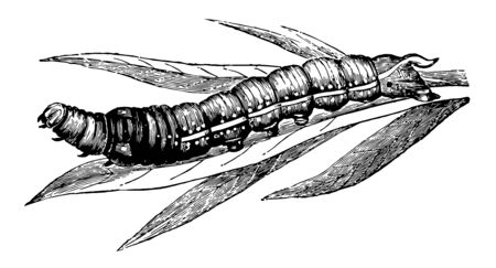 Larva of Deilephila Nerii where body taper in such a way as to resemble the snout of a pig vintage line drawing or engraving illustration.のイラスト素材